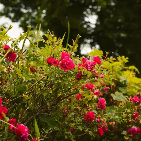 Red Rose Self Catering Λόνγκφορντ