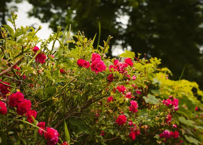 Red Rose Self Catering Longford